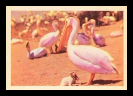 57PB White Pelican